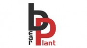 Bear Plant