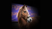 Kingsmead Equestrian Centre