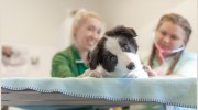 Bray House Veterinary Practice
