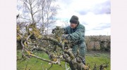 Suffolk Fruit & Trees