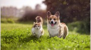 Clifton Veterinary Practice