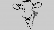 The Brown Cow