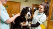 Robson Vets