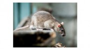 Pest Control Bournemouth
