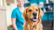 Sundean Veterinary Group