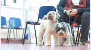 Corby Veterinary Surgery