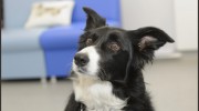 Moy Vets