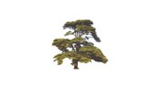 Cedar Farm