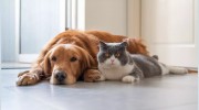 Crossways Animal Care