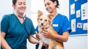 Arkhouse Vets