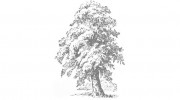 Balham Joinery