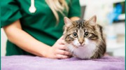 Gladstone Veterinary Clinic