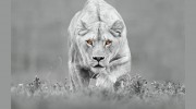 Lioness Consultants