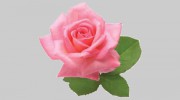 Roseview Picture Framing