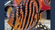 Ferry Bridge Aquatics