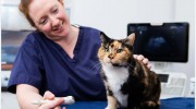 Foxcotte Veterinary Group