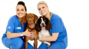 White Cross Vet
