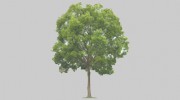 Waveney Tree Specialists