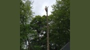 Stephenson Trees & Landscapes