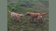 Brightlingsea Dog Walking