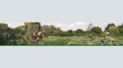 Amazon Tree Surgery