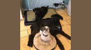 Pretty Paws Dog Grooming & Dog Walking