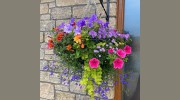 Corton Plants