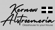 Kernow Alstroemeria