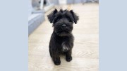 Gosford Pets & Dog Groomers In Tring & Berkhamsted