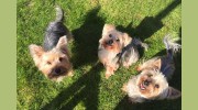 Happy Tails Dog Grooming