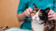 Glenbrae Veterinary Clinic