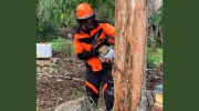 Bolton Tree & Stump Removalsbolton Tree Surgeon