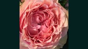 Wadhurst Flowers