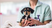 The London Road Veterinary Centre