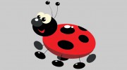Emma Kerfoot's Ladybirds