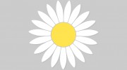Daisy's Flowers