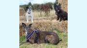 Paws N Purrs Pet Services