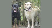Home Boarding Kennels