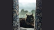 Millcroft Veterinary Group