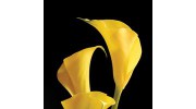 Florists Chandlers Ford