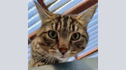 Carriage House Cattery & Kennels