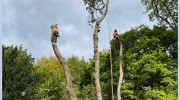 Expertrees
