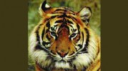 Bengal Bite