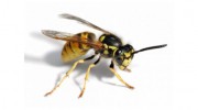 P B Pest Control