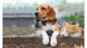 Coomara Veterinary Practice