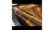 Bee Musical Piano Teacher