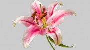 Lisa McAndrew Hypnotherapy