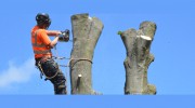 Olivers Tree Services