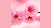 Elaine Gorrie Acupuncture