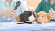 Market Veterinary Centre